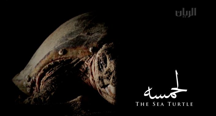 Sea-Turtle