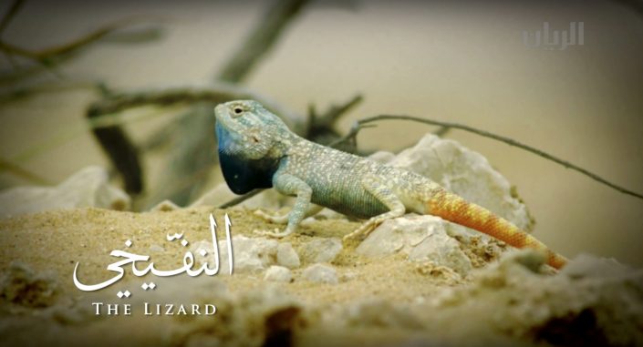 lizard