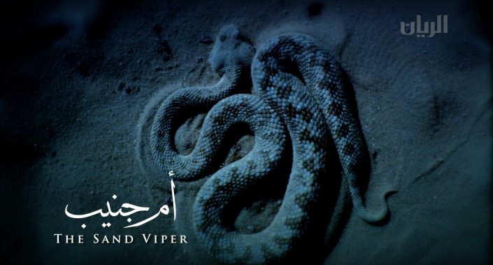 sandviper